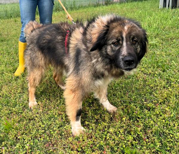 PRUGNA BELLISSIMA Foto 7